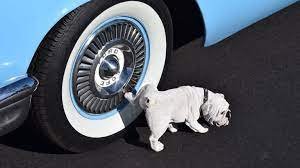 How To Stop Dogs From Peeing On Car Tires?