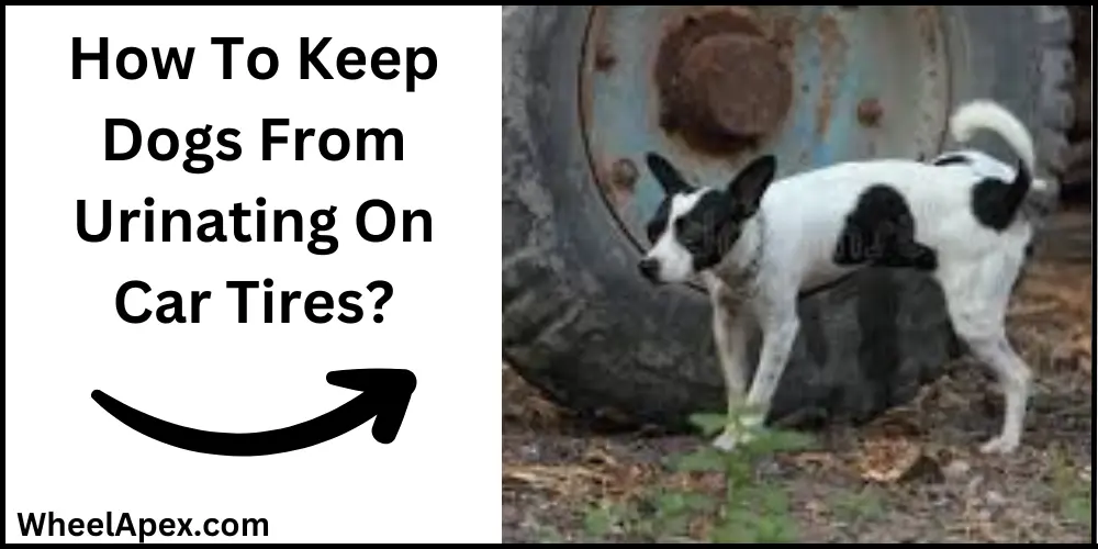 How To Keep Dogs From Urinating On Car Tires?