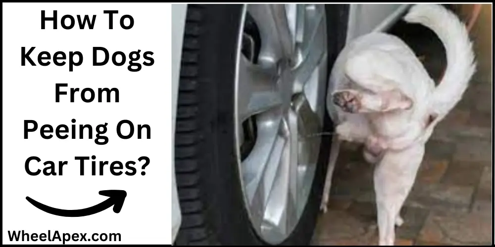 How To Keep Dogs From Peeing On Car Tires?