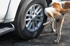 How To Keep Your Dog From Peeing On Car Tires?