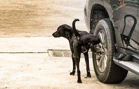 How To Keep Your Dog From Peeing On Car Tires?