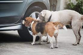 How To Keep Dogs From Peeing On Car Tires?
