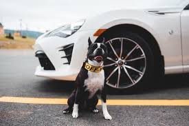 How To Keep Dogs From Urinating On Car Tires?