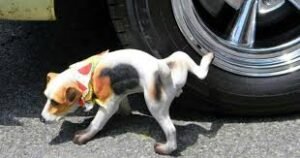 How To Prevent Dogs From Peeing On Car Tires?