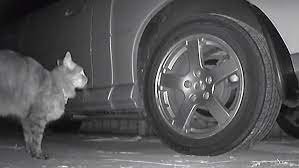 How To Keep Cats From Peeing On Car Tires?